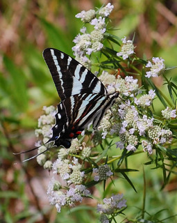 Eurytides marcellus, Zebra Swallowtail