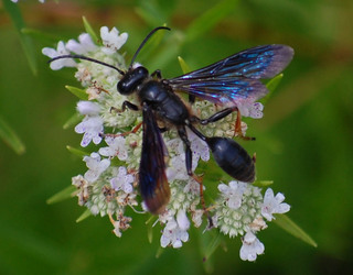 Isodontia auripes, Grass Carrier Wasp