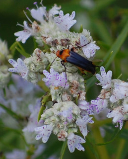 Macrosiagon limbata, Wedge-shaped or Ripiphorid Beetle