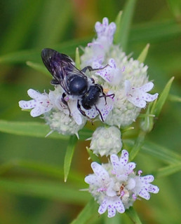 Megachile, leaf-cutter bee