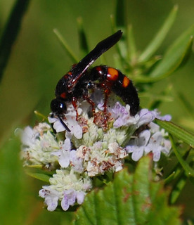 Scolia nobilitata, Noble Scoliid Wasp