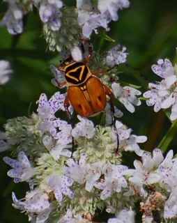 Trigonopeltastes delta, Flower Beetle
