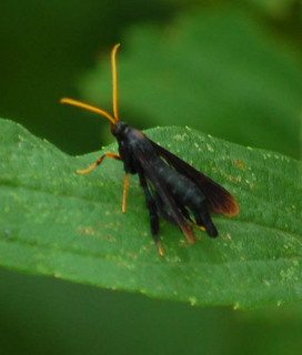 Alcathoe caudata, Clematis Borer Moth female