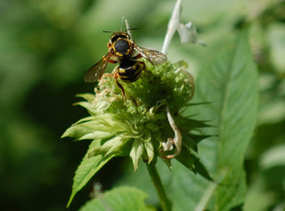 Anthidium manicatum, European Wool-carder Bee