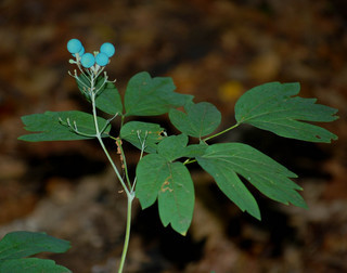Caulophyllum thalictroides, Blue Cohosh fruit