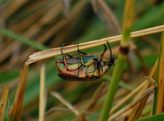 Cotinis nitida, Green June Beetle