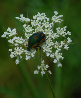 Cotinis nitida, Green June Beetle