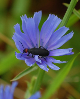 Epicauta rufidorsum, Blister Beetle