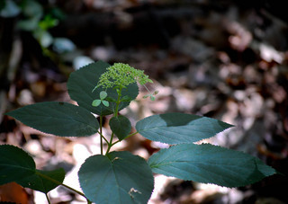 Hydrangea arborescens, Wild Hydrangea