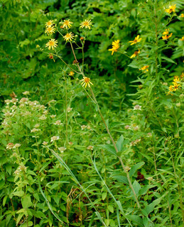 Silphium trifoliatum, Whorled Rosin-weed