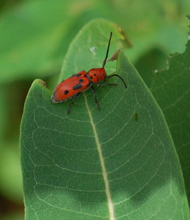 Tetraopes tetrophthalmus, Red Milkweed Beetle