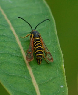 Carmenta mimuli, Clearwing Borer Moth