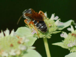 Halictus parallelus, Sweat Bee male