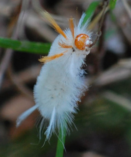 Halysidota harrisii, Sycamore Tussock Moth Caterpillar