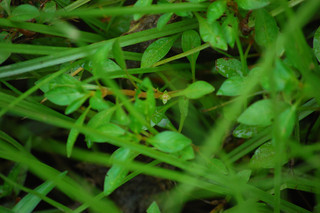 Ludwigia palustris, Common Water-Purslane