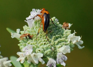 Macrosiagon limbata, Female Wedge-Shaped Beetle