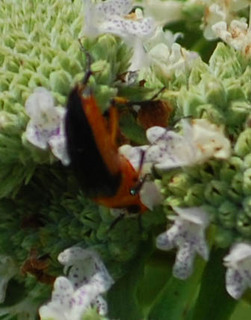 Macrosiagon limbata, Ripiphorid Beetle