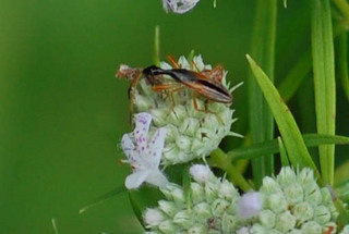Myodocha serripes, Long-necked Seed Bug