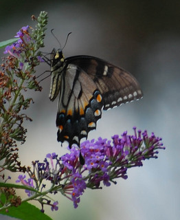 Papilio glaucus, Eastern Tiger Swallowtail intermediate form