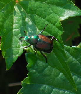 Popillia japonica, Japanese Beetle