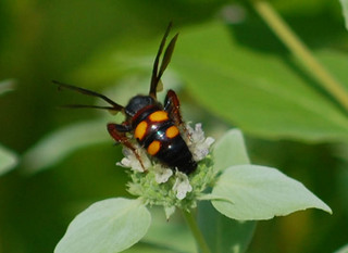Scolia nobilitata, Noble Scoliid Wasp