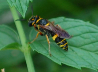 Ancistrocerus adiabatus, Mason Wasp