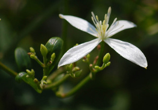 Clematis terniflora, Yam-leaved Clematis