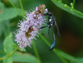 Eremnophila aureonotata, Thread-waisted Wasp