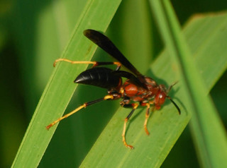 Polistes metricus, Paper Wasp