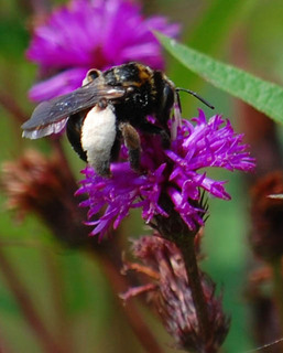 Svastra obliqua caliginosa, Longhorn Bee