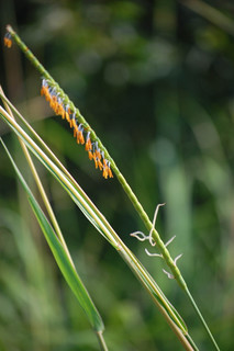 Tripsacum dactyloides, Gamma Grass