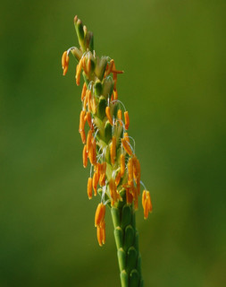Tripsacum dactyloides, Gamma Grass anthers