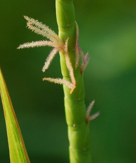 Tripsacum dactyloides, Gamma Grass stigma