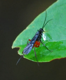 Alabagrus sp., Bassus Female Brachonid wasp