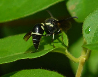 Eumenes fraternus, Potter Wasp