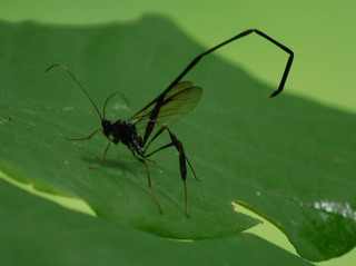 Pelecinus polyturator, Parasitic Wasp