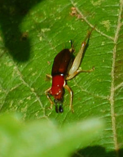 Phyllopalpus pulchellus, Female Red-headed Bush Cricket