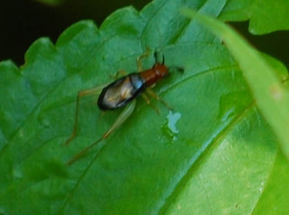 Phyllopalpus pulchellus, Male Red-headed Bush Cricket