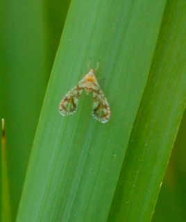 Stephanitis pyrioides, Azalea Lacebug