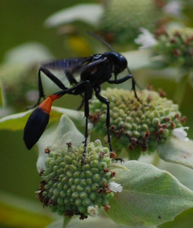 Ammophila nigricans, Common Thread-waisted Wasp