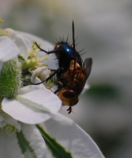 Archytas apicifer, Tachnid Fly