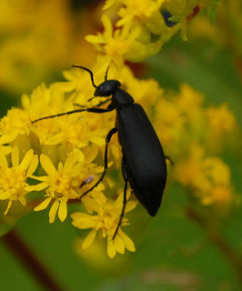 Epicauta pennsylvanica, Black Blister Beetle