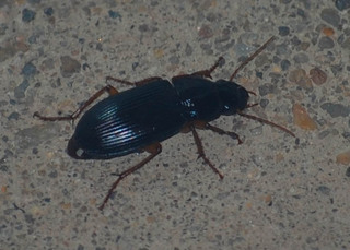 Harpalus herbivagus, Ground Beetle