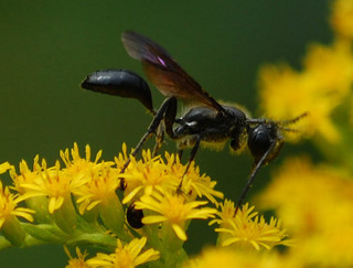 Isodontia apicalis, Grass Carrier Wasp