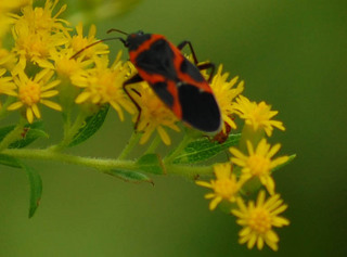 Lygaeus kalmii, Small Milkweed Bug