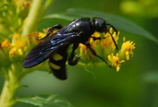 Scolia bicincta, Double-banded Scoliid Wasp