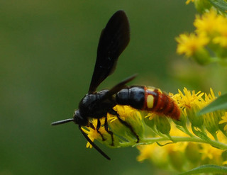 Scolia dubia, Dubious Scoliid Wasp