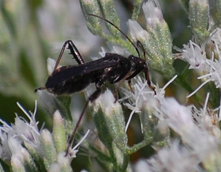 Alydus eurinus, Broad-headed Bug