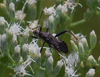 Alydus eurinus, Broad=headed Bug
