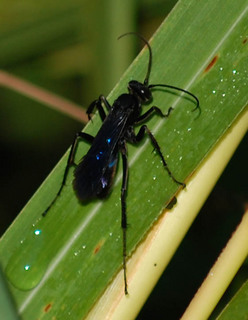 Anoplius aethiops, Blue-Black Spider Wasp